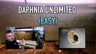 How I Raise Daphnia Water Fleas And You Can Too [upl. by Akena]