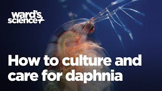 Caring and Culturing for Daphnia [upl. by Regina]