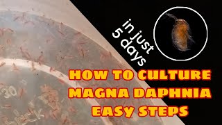 How to Culture Magna Daphnia Easily [upl. by Mcquillin663]