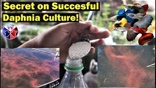 How to Culture Daphnia Successfully [upl. by Thurman]