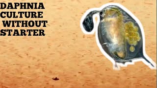 HOW TO CULTURE DAPHNIA NATURALLY WITHOUT A STARTER [upl. by Graner]