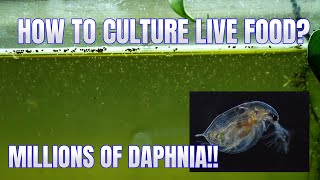 How to Culture Daphnia Secret Method to Breed MILLIONS  Simply Aquatic [upl. by Lerej5]