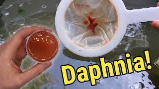 How I Culture Daphnia In Outdoor Tubs [upl. by Prochora]