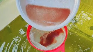 How to culture daphnia  Daphnia culture  How to grow daphnia outdoor [upl. by Airolg]