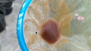 How to culture daphnia moina in a small container Part 1 English Subtitle [upl. by Aisaim]