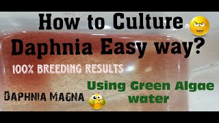 Daphnia MagnaHow to Culture Daphnia Easy wayCulturing Daphnia using Green water Daphnia [upl. by Daenis]