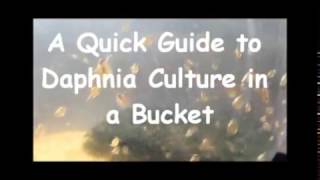 How to culture daphnia outside [upl. by Dunson]