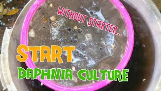 How to culture daphnia moina the easy way 1  Starting the Daphnia culture [upl. by Sparky]