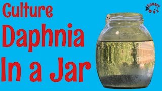 How to Culture Daphnia in a Jar [upl. by Tiossem]