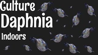 How to Culture Daphnia [upl. by Onaivatco]