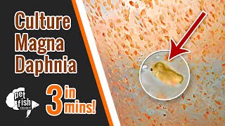 How to culture DAPHNIA MAGNA  The easy way [upl. by Nordine]