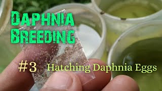 Daphnia Culture made simple and easy 3  Hatching Daphnia eggs [upl. by Ahtelrac]