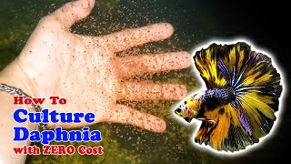 How to Culture Daphnia with ZERO Cost  Unlimited Live Food For Our Fish [upl. by Ajssatan32]