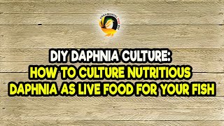 DIY Daphnia Culture How to Culture Nutritious Daphnia as Live Food for Your Fish [upl. by Acirrehs]