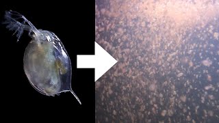 How I Culture Daphnia [upl. by Enitsyrhc]