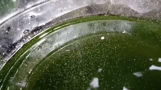 DAPHNIA MOINA CULTURE IN A SMALL BUCKET [upl. by Richardson38]