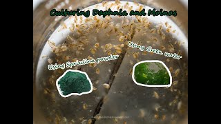 How To Culture Daphnia and Moinas using Green Water Spirulina powder [upl. by Ecylla]