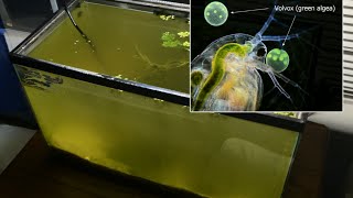 Raising Daphnia for the Freshwater Aquarium [upl. by Annabell865]