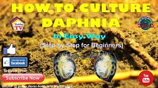 HOW TO CULTURE DAPHNIA In Easy Way [upl. by Battista]